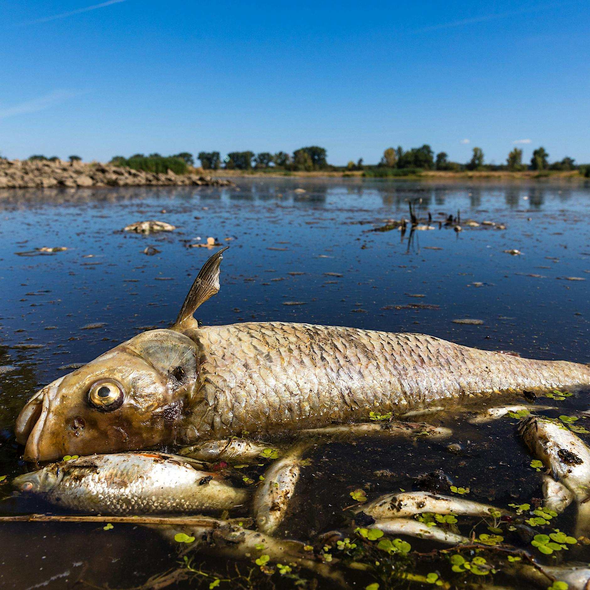 Umweltkatastrophe an der Oder: „Da wird massiv vertuscht“