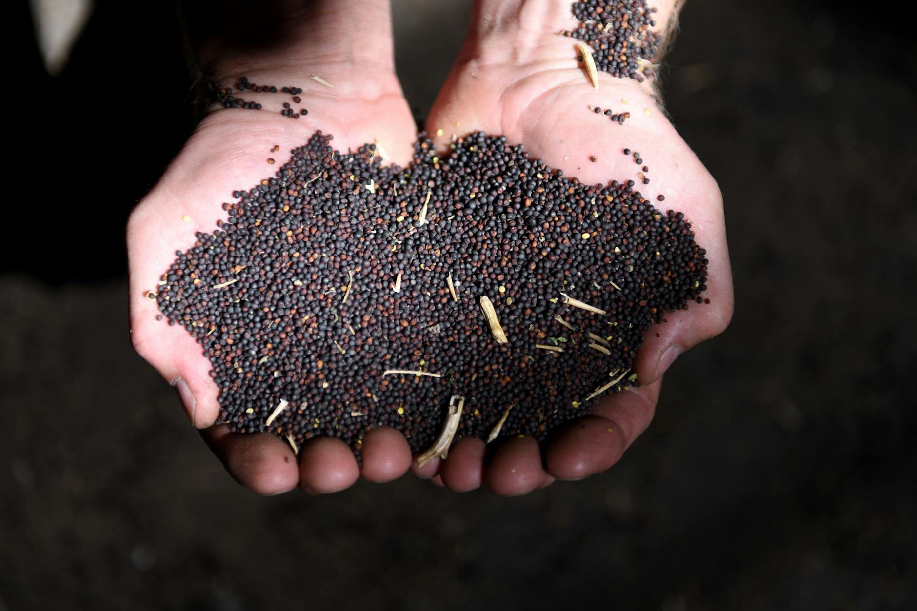 Winzige schwarze Rapskörner. Der Preis hat sich mit Beginn des Krieges verdreifacht.