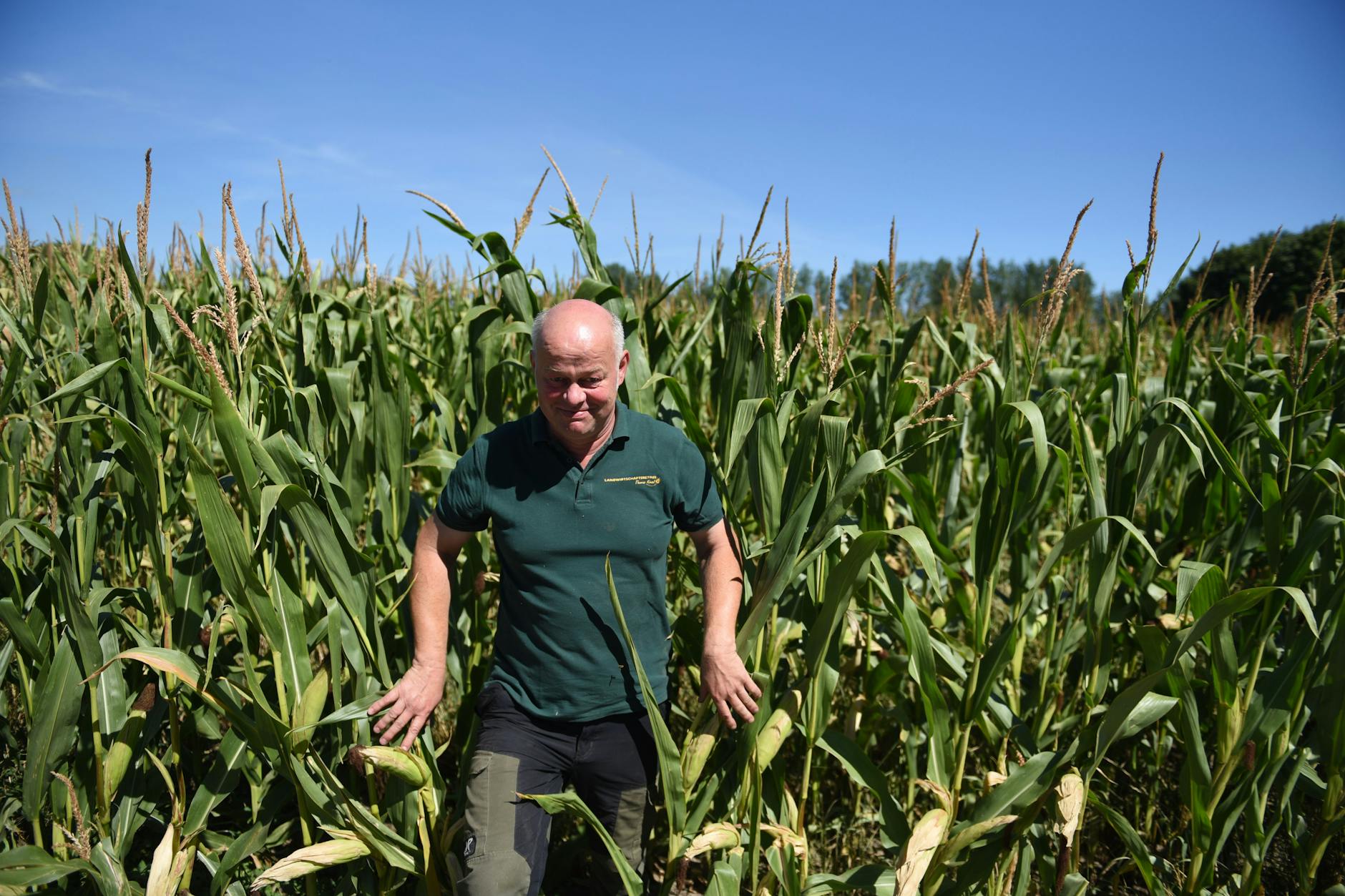Thomas Kiesel aus Barsikow erklärt in seinem Maisfeld, warum er keine Sonnenblumen anbaut.