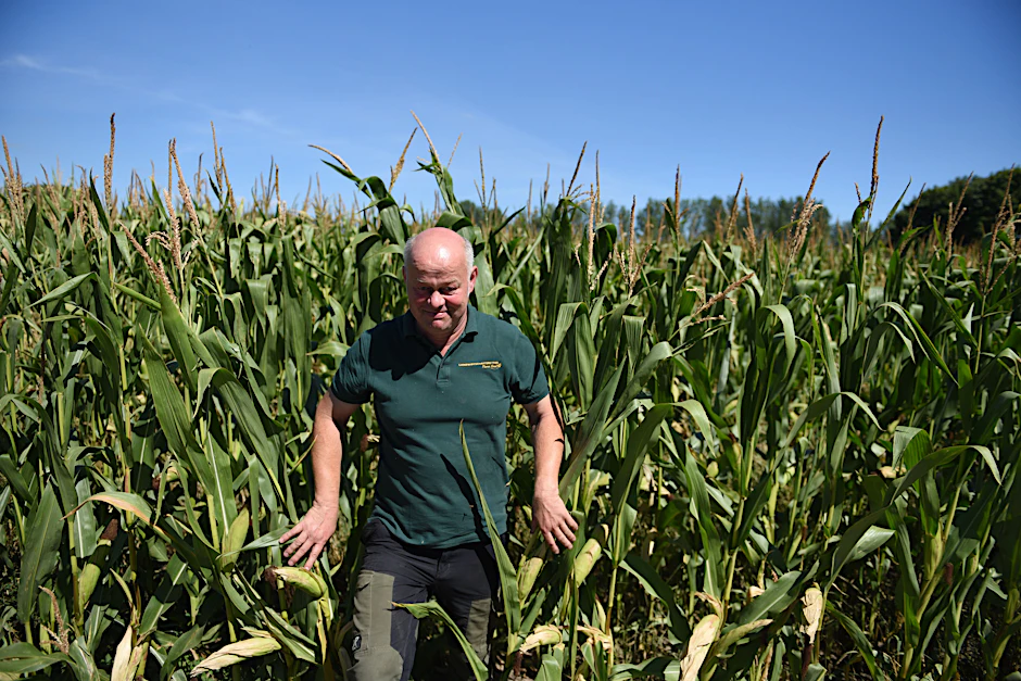 Thomas Kiesel aus Barsikow erklärt in seinem Maisfeld, warum er keine Sonnenblumen anbaut.