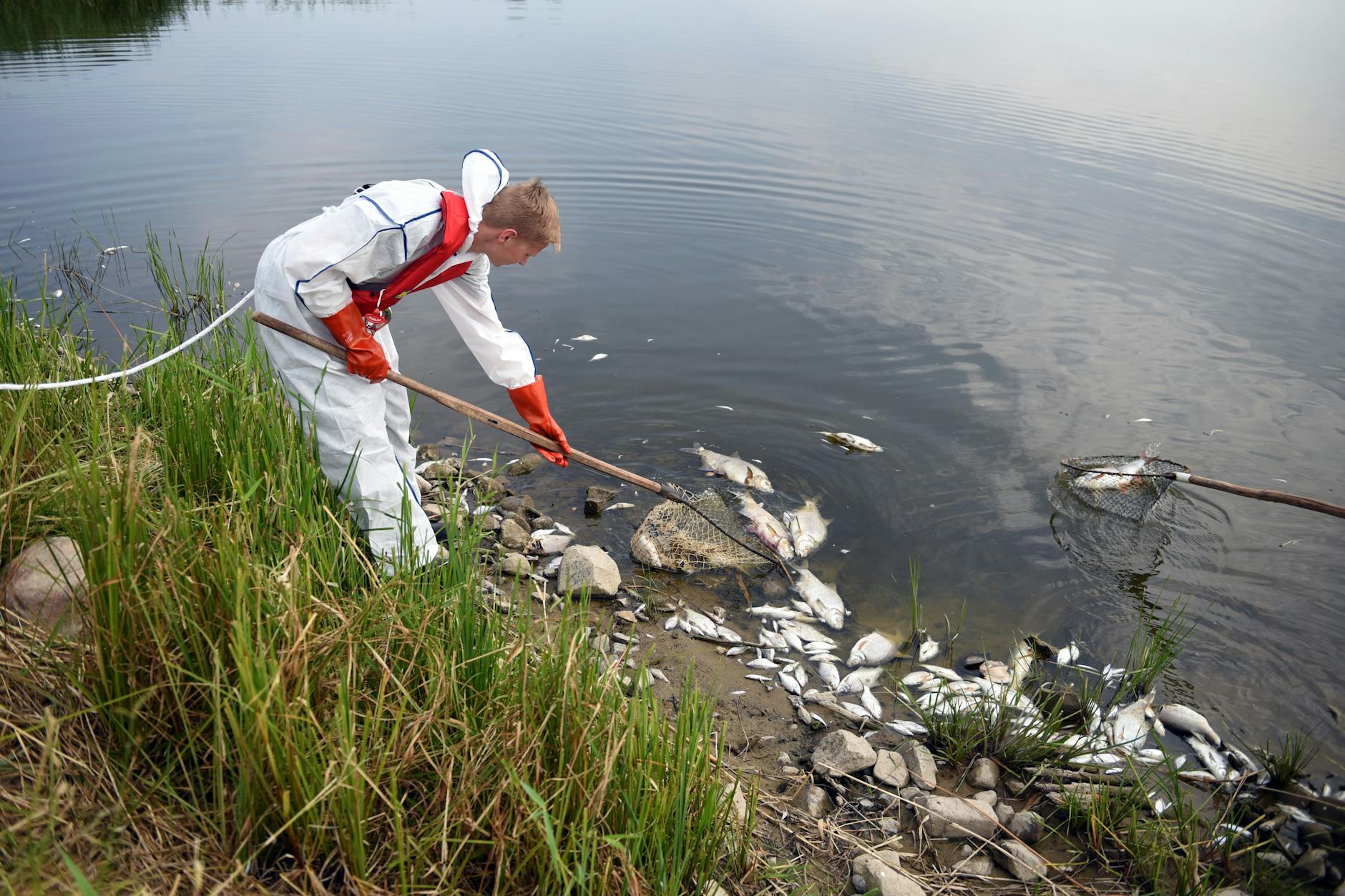 Helfer der Freiwilligen Feuerwehr Schwedt fischen in Schutzkleidung tote Fische aus der Oder.
