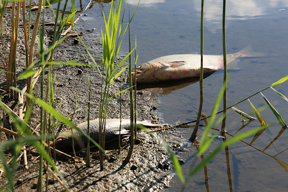 ARCHIV - Tote Fische in der Oder.  d