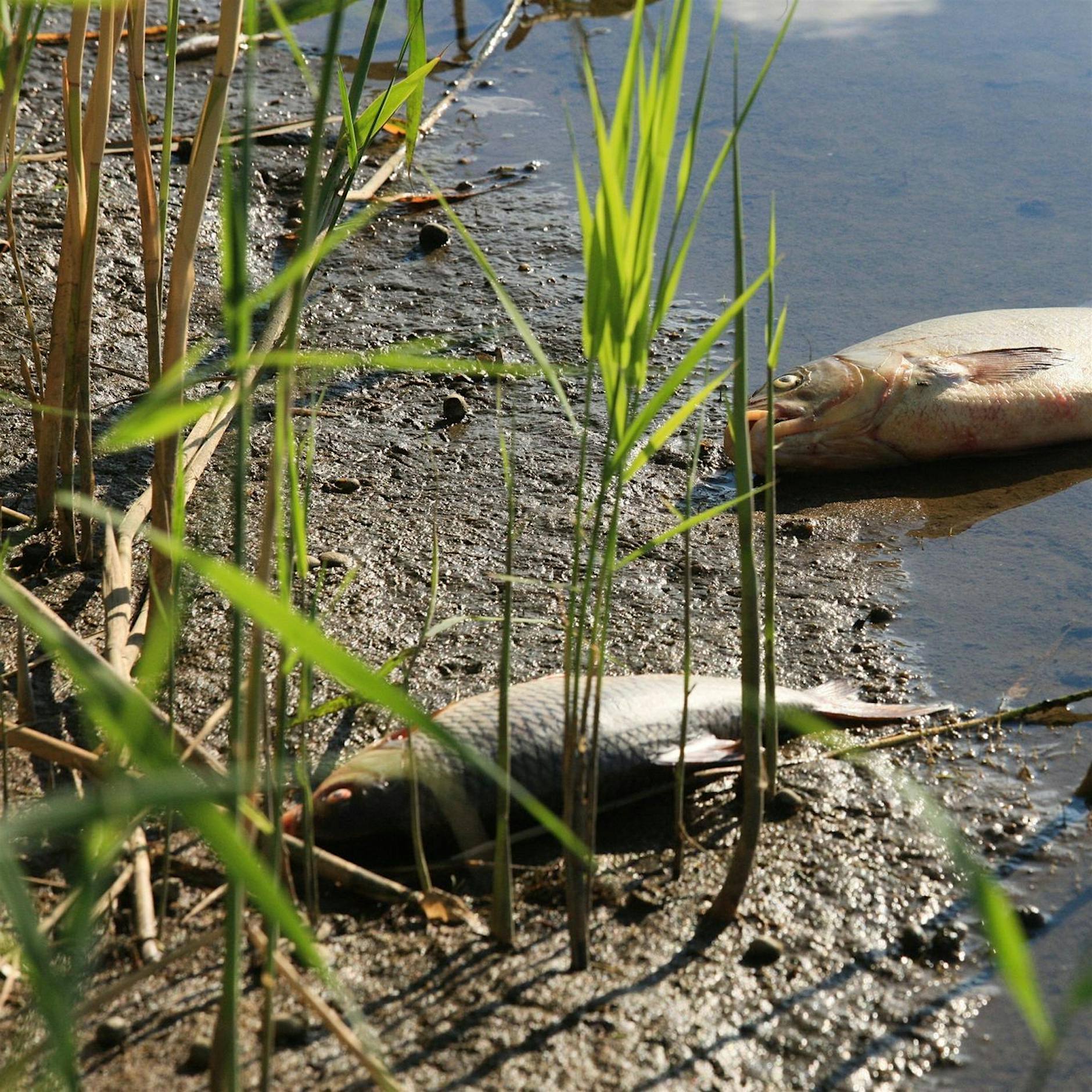 Polens Regierung: Wohl Chemie-Abfälle in der Oder
