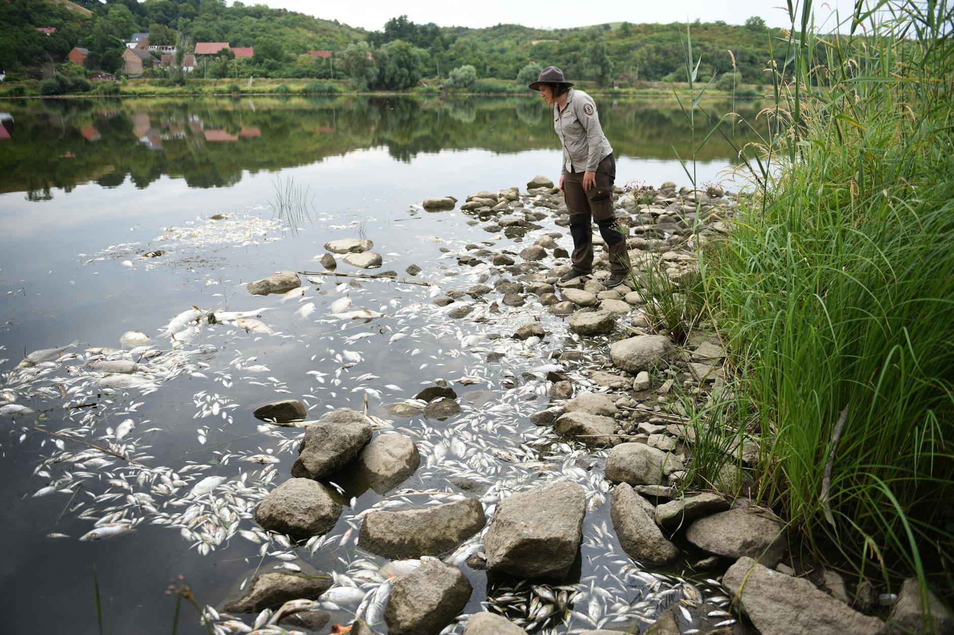 Die Rangerin Milena Kreiling, 31, dokumentiert im Nationalpark Untere Oder das Fischsterben.