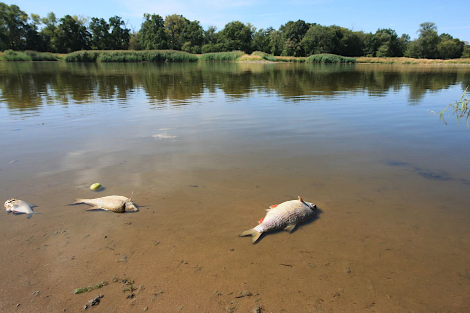 ARCHIV - Tote Fische in der Oder.  