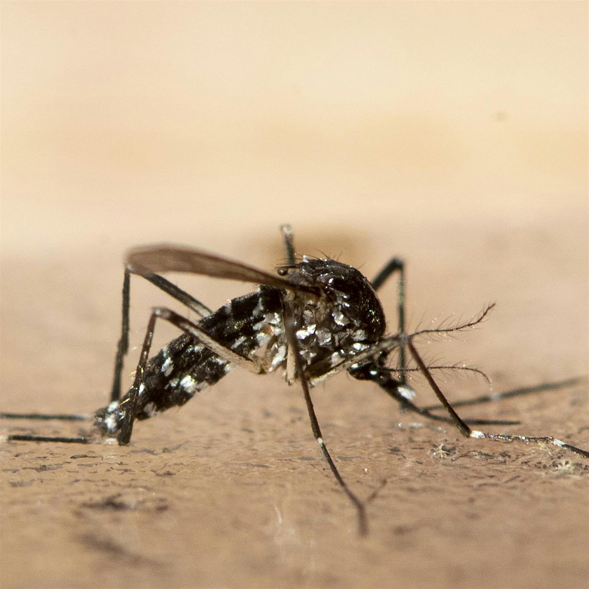 Erderwärmung fördert Ausbreitung von Krankheiten