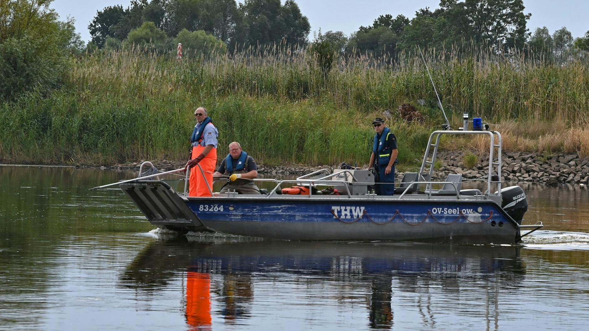 Mit einem Boot unterstützt das Technische Hilfswerk (THW) die Bergung der toten Fische.