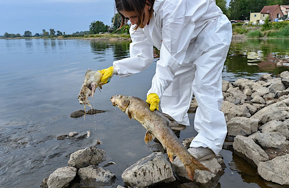 Eine freiwillige Helferin holt zwei tote und schon stark verweste Fische aus der Oder.