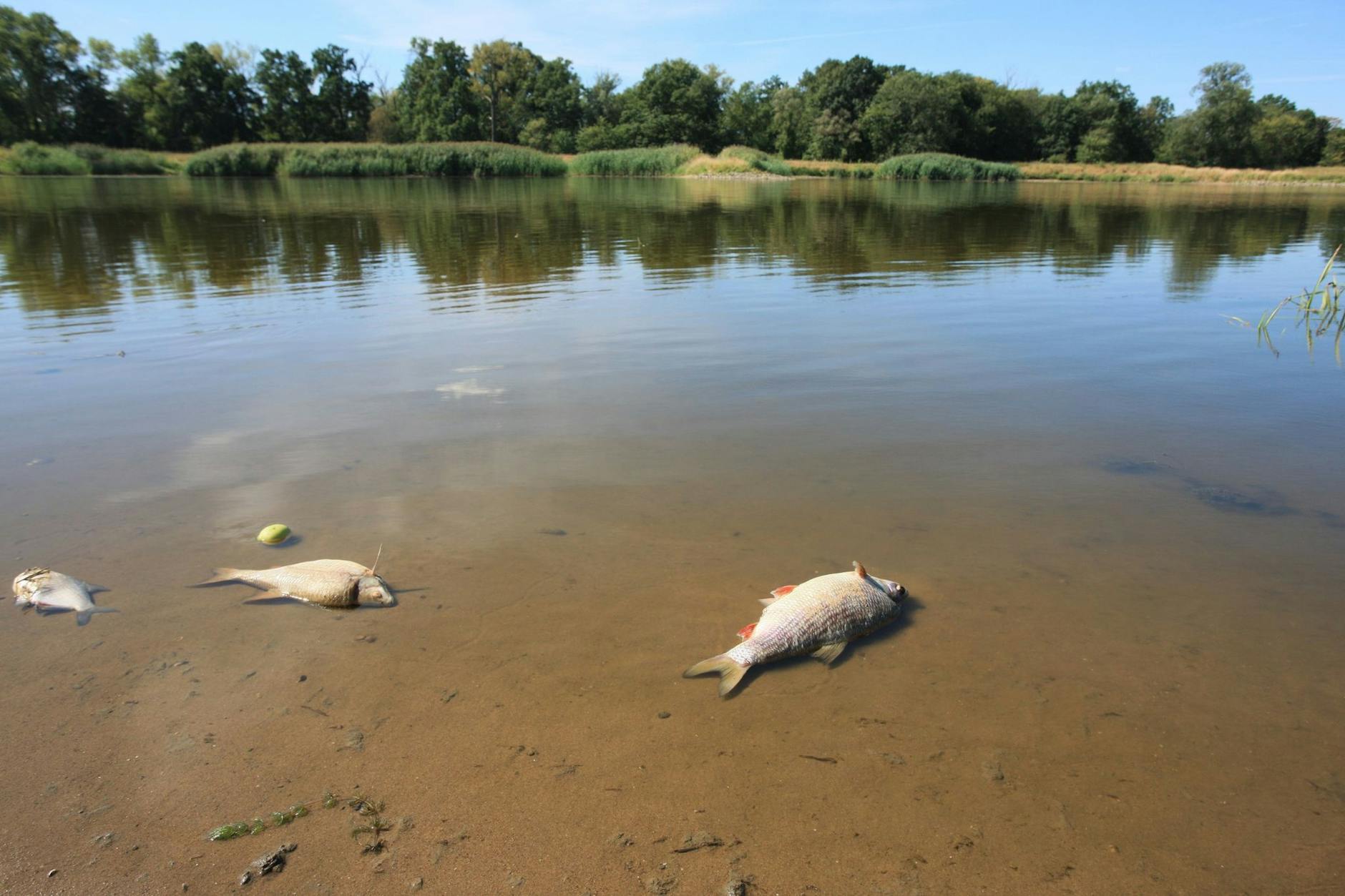 Tote Fische liegen in der Oder.