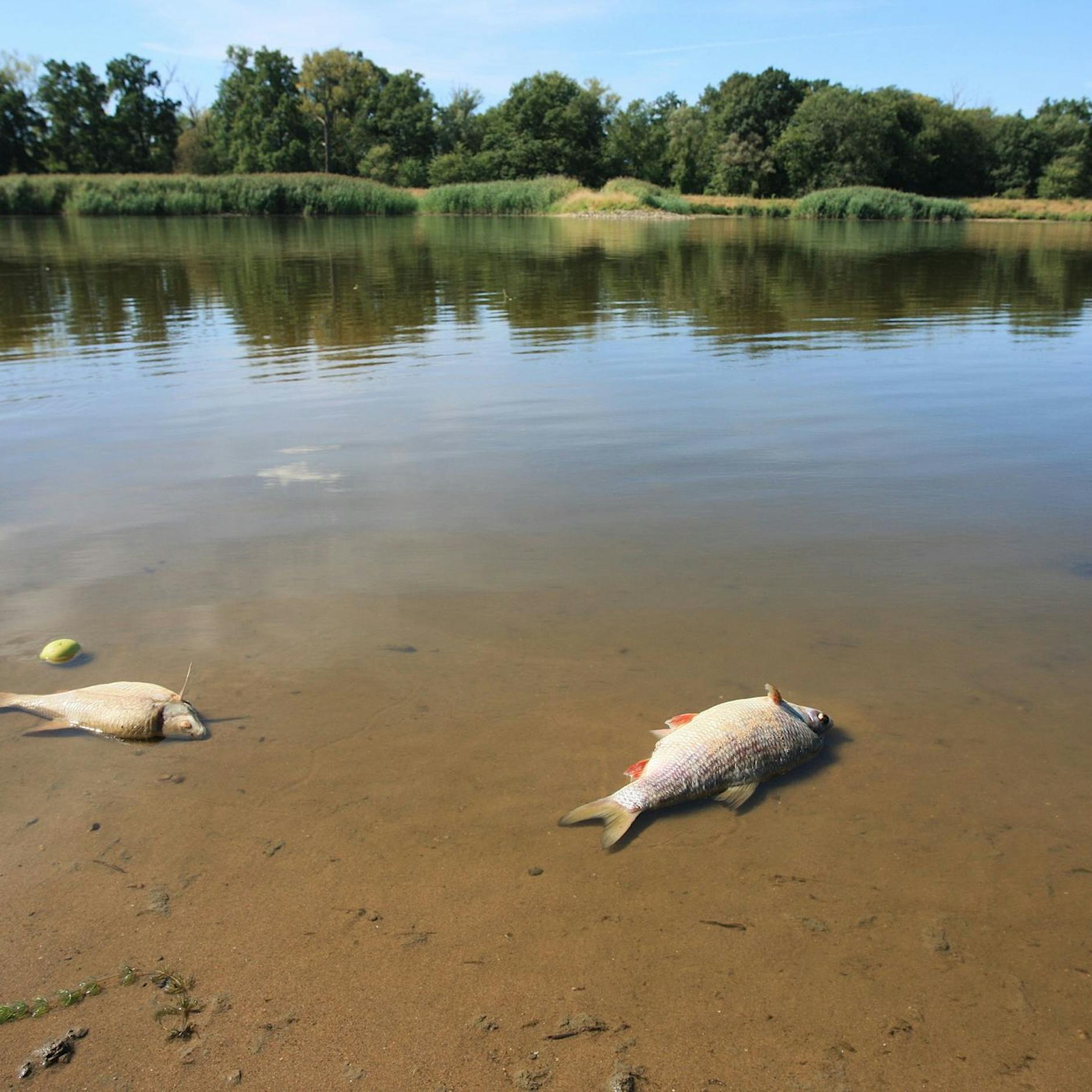 Fischsterben in der Oder: Polen setzt hohe Belohnung für Hinweise aus