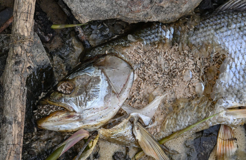 Hoppe: Fischsterben Katastrophe nie dagewesenen Ausmaßes