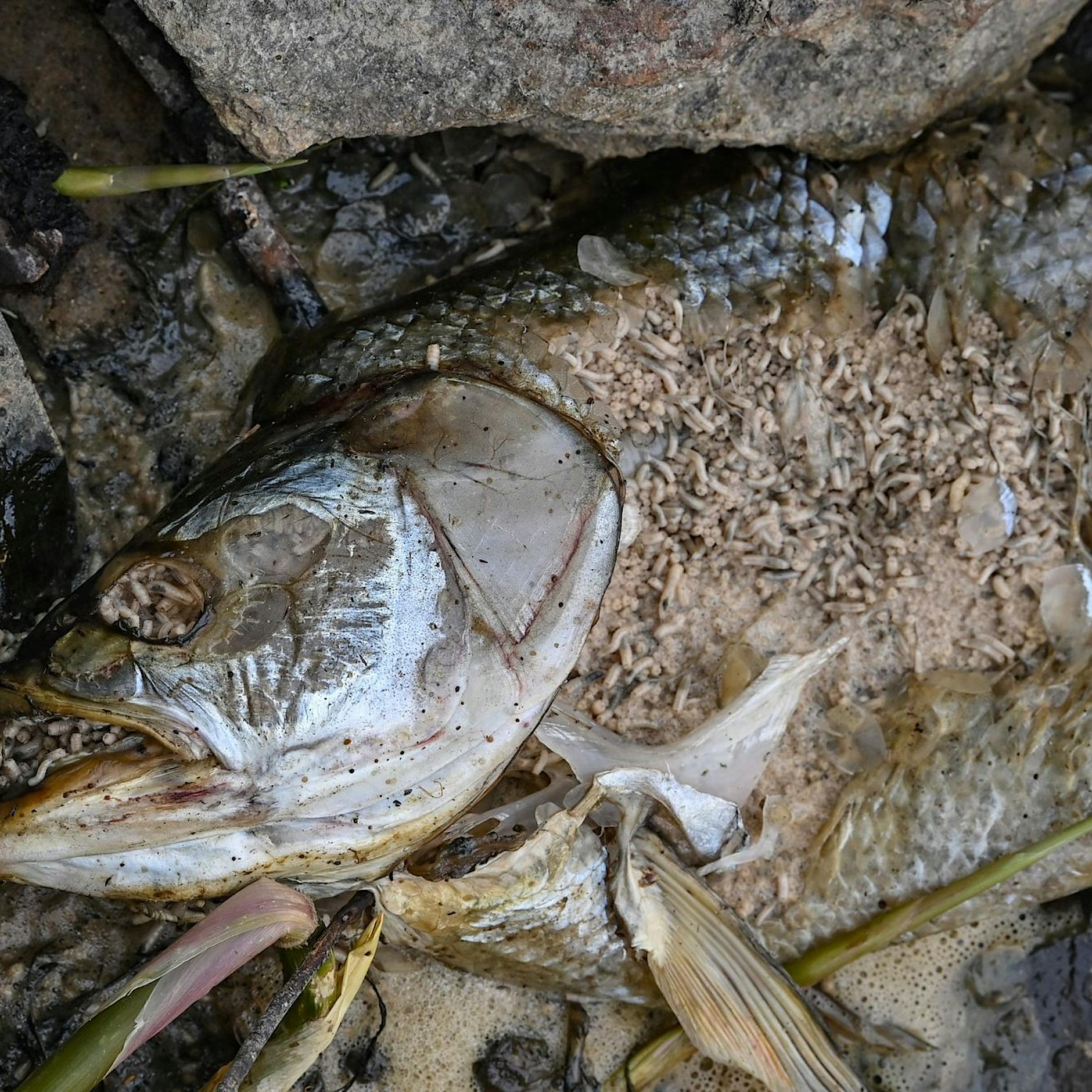 Hoppe: Fischsterben Katastrophe nie dagewesenen Ausmaßes