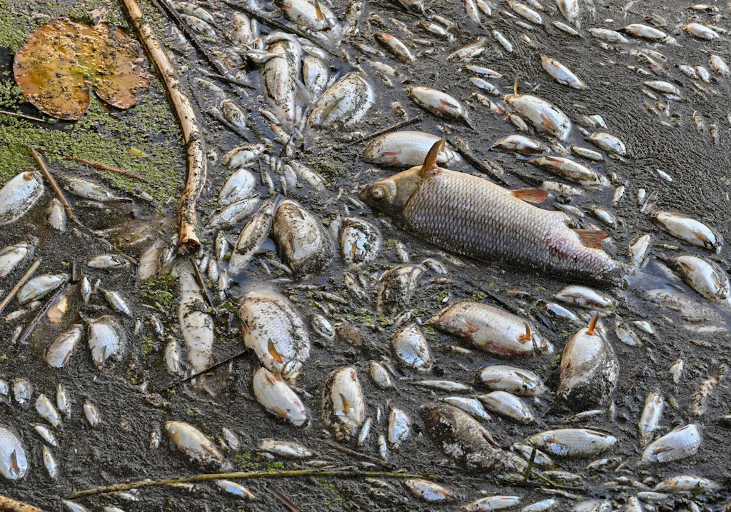 Fischsterben: Lemke warnt vor Umweltkatastrophe