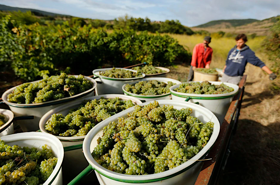 ARCHIV - Weinlese von Bio-Trauben in Octon im Süden Frankreichs. Wegen der Hitze musste nun früher als gewöhnlich mit der Weinlese begonnen werden.  