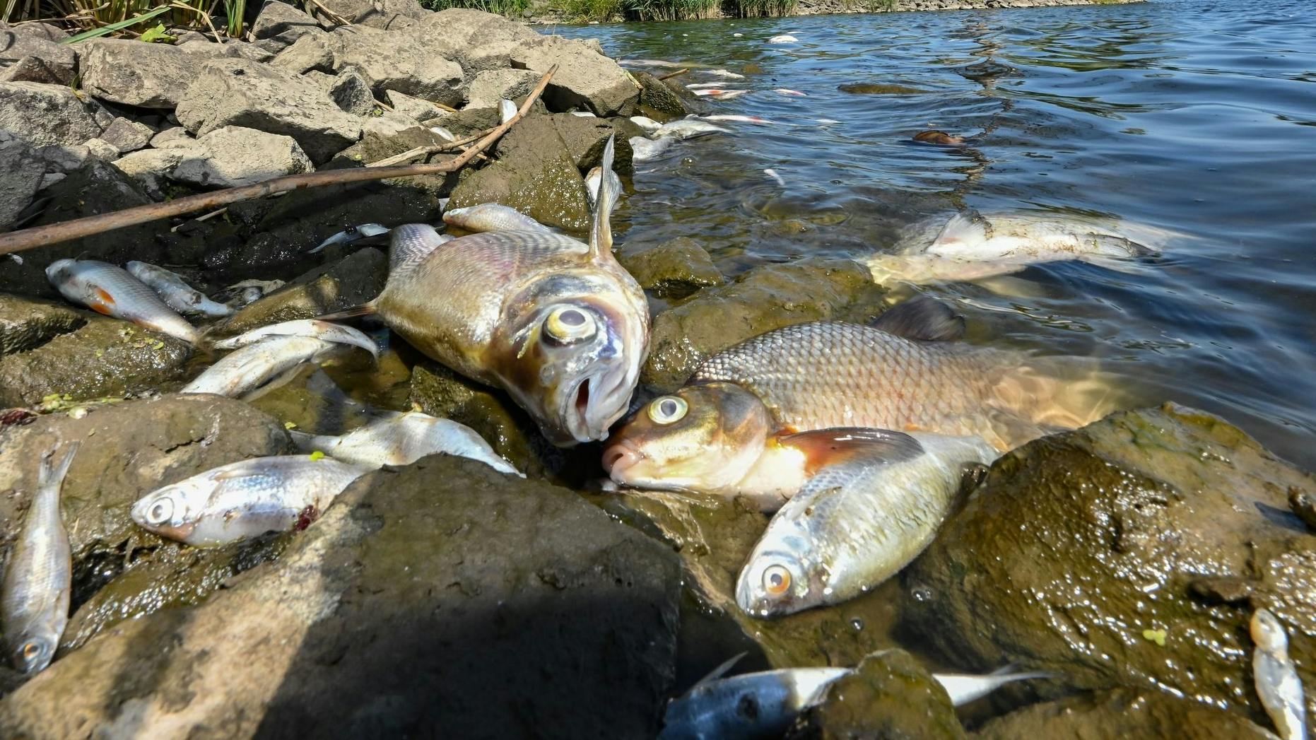 Tote Fische, wohin man schaut: Naturschützer sprechen von einer Umweltkatastrophe.