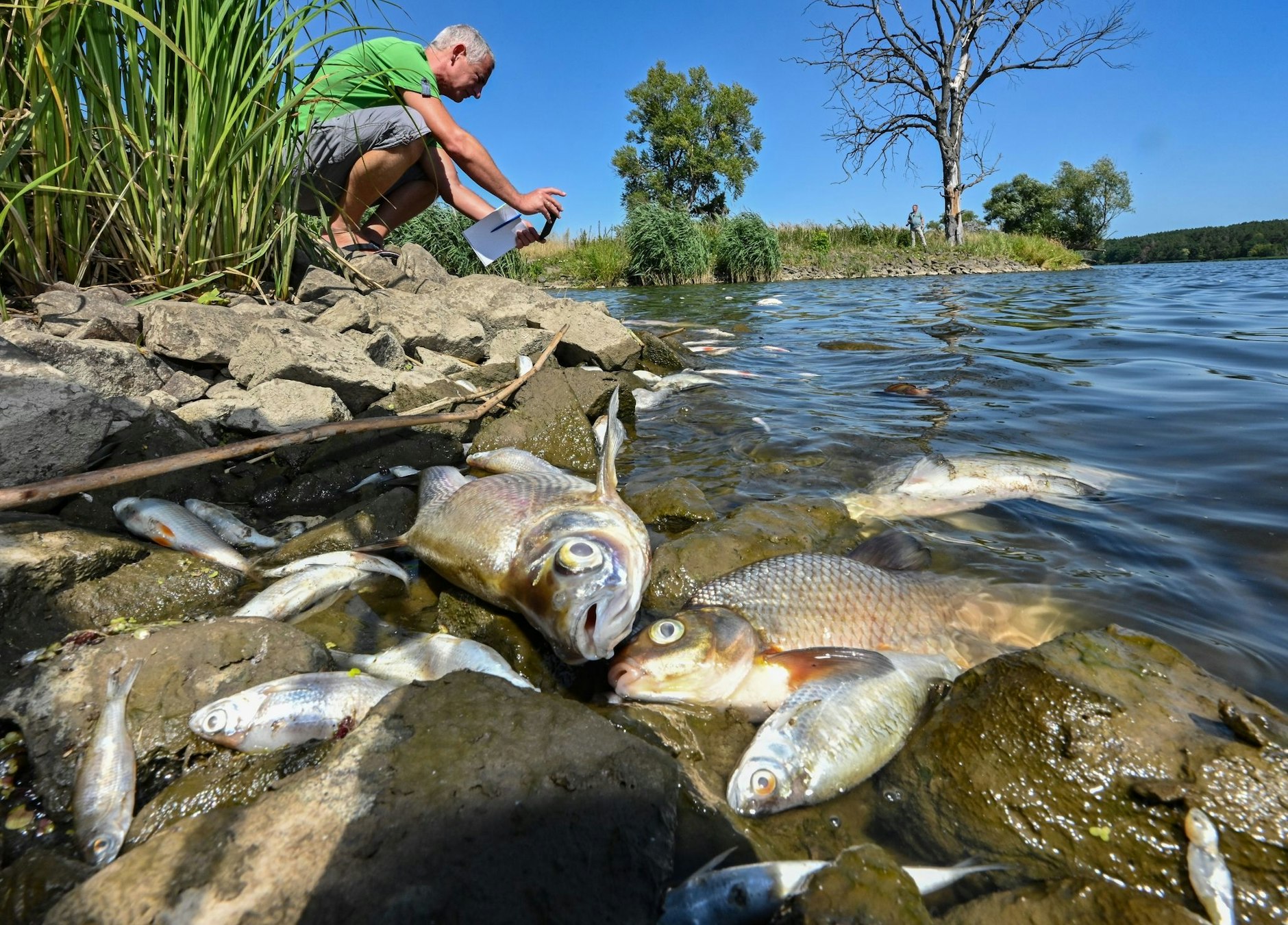 dpatopbilder - ARCHIV - Viele tote Fische treiben im Wasser des deutsch-polnischen Grenzflusses Oder.  