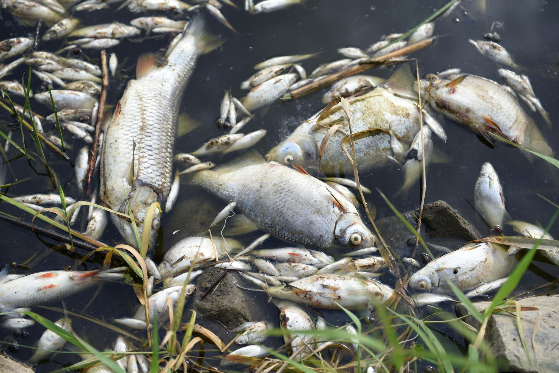 Massives Fischsterben: Im Nationalpark Untere Oder zeigt sich das ganze Ausmaß der Katastrophe.