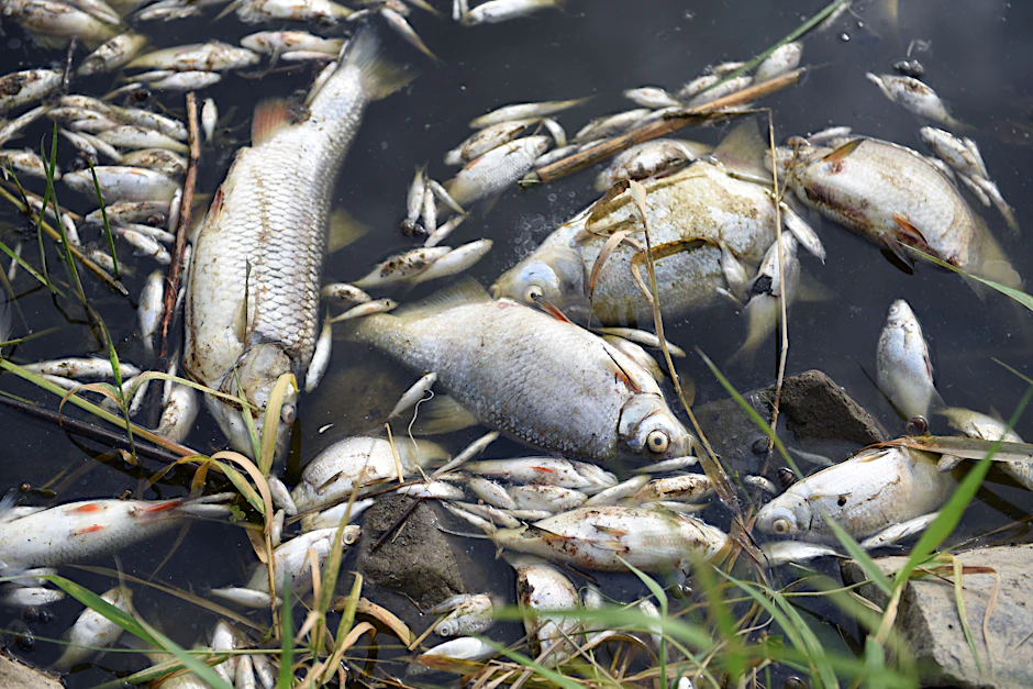 Massives Fischsterben: Im Nationalpark Untere Oder zeigt sich das ganze Ausmaß der Katastrophe.