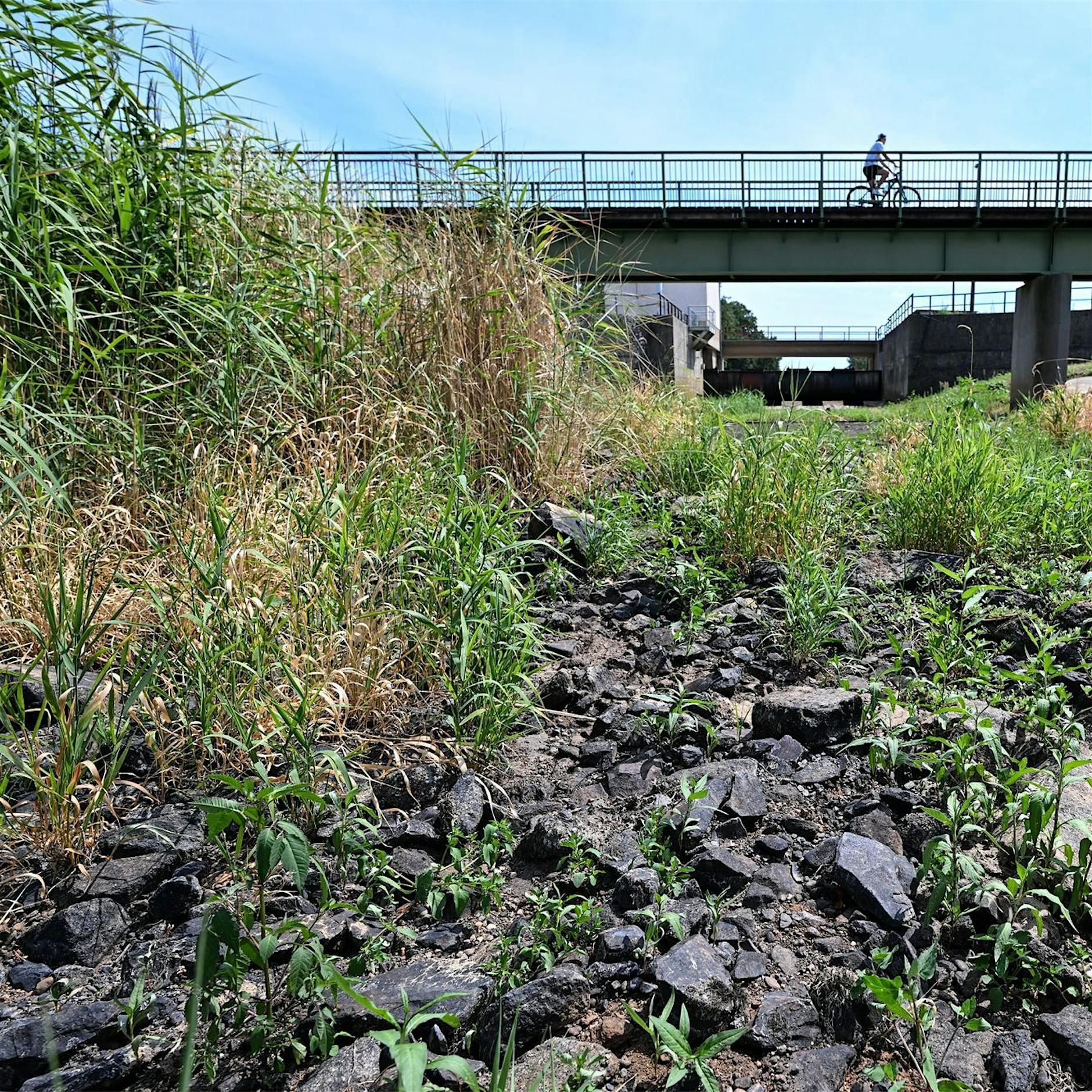 Forscher: „40 Grad in Deutschland werden zur Regel“