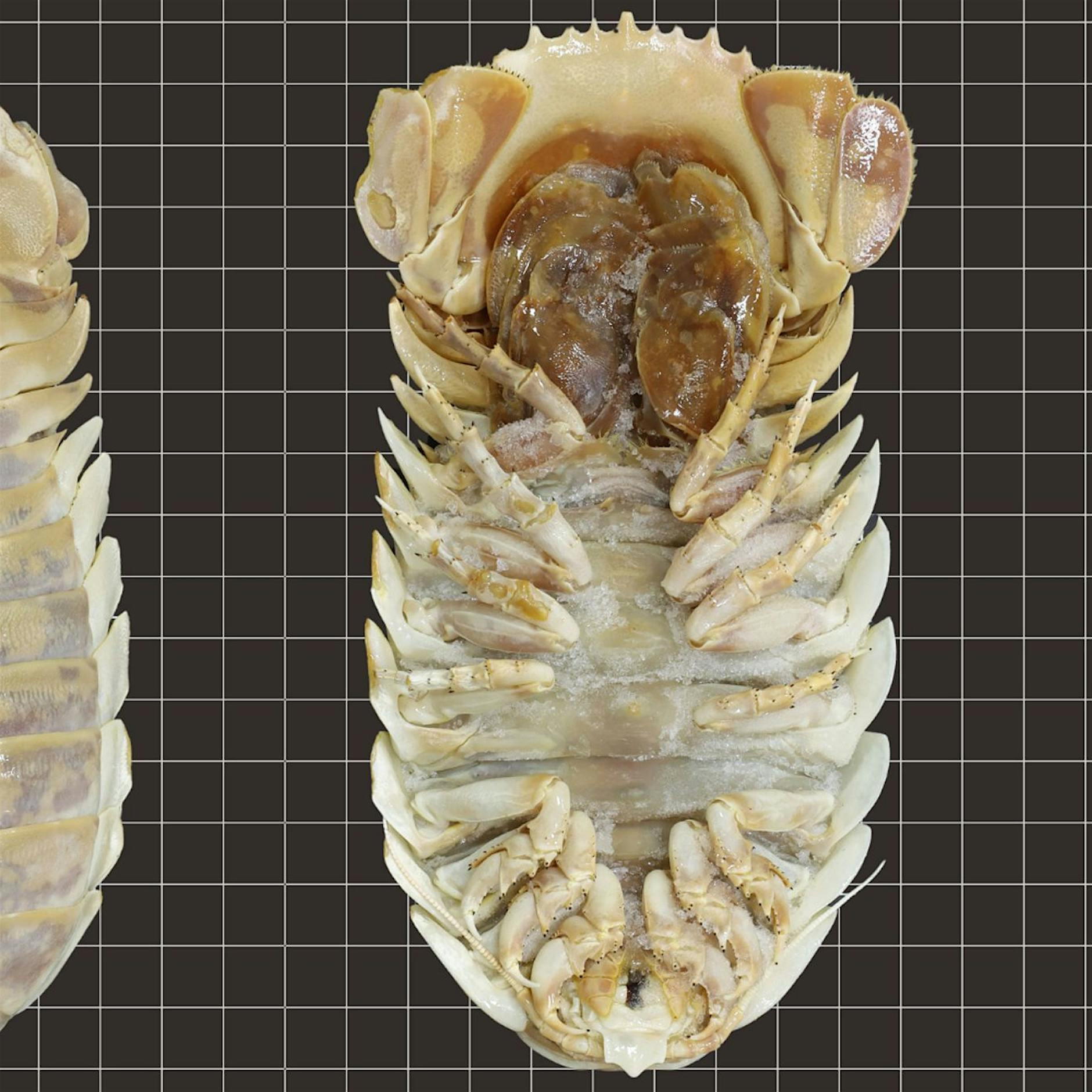 Forscher beschreiben neue Art der riesigen Tiefsee-Asseln
