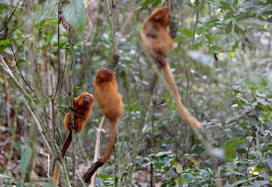 ARCHIV - Vom Aussterben bedrohte Goldene Löwenäffchen hängen an Bäumen in der Waldregion Silva Jardim. Aus Angst vor Affenpocken haben die Angriffe auf Affen in Brasilien zugenommen.  