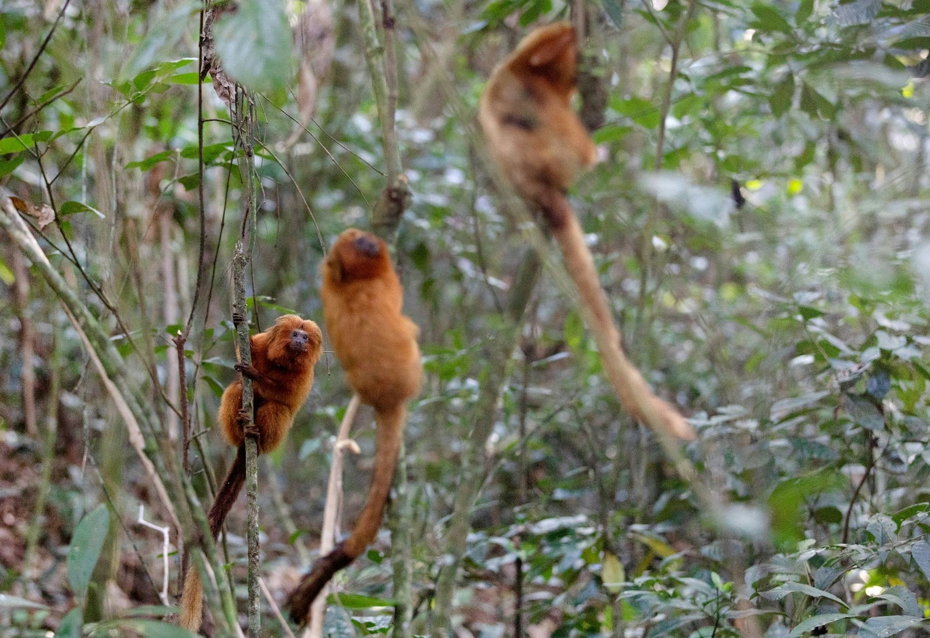 ARCHIV - Vom Aussterben bedrohte Goldene Löwenäffchen hängen an Bäumen in der Waldregion Silva Jardim. Aus Angst vor Affenpocken haben die Angriffe auf Affen in Brasilien zugenommen.  