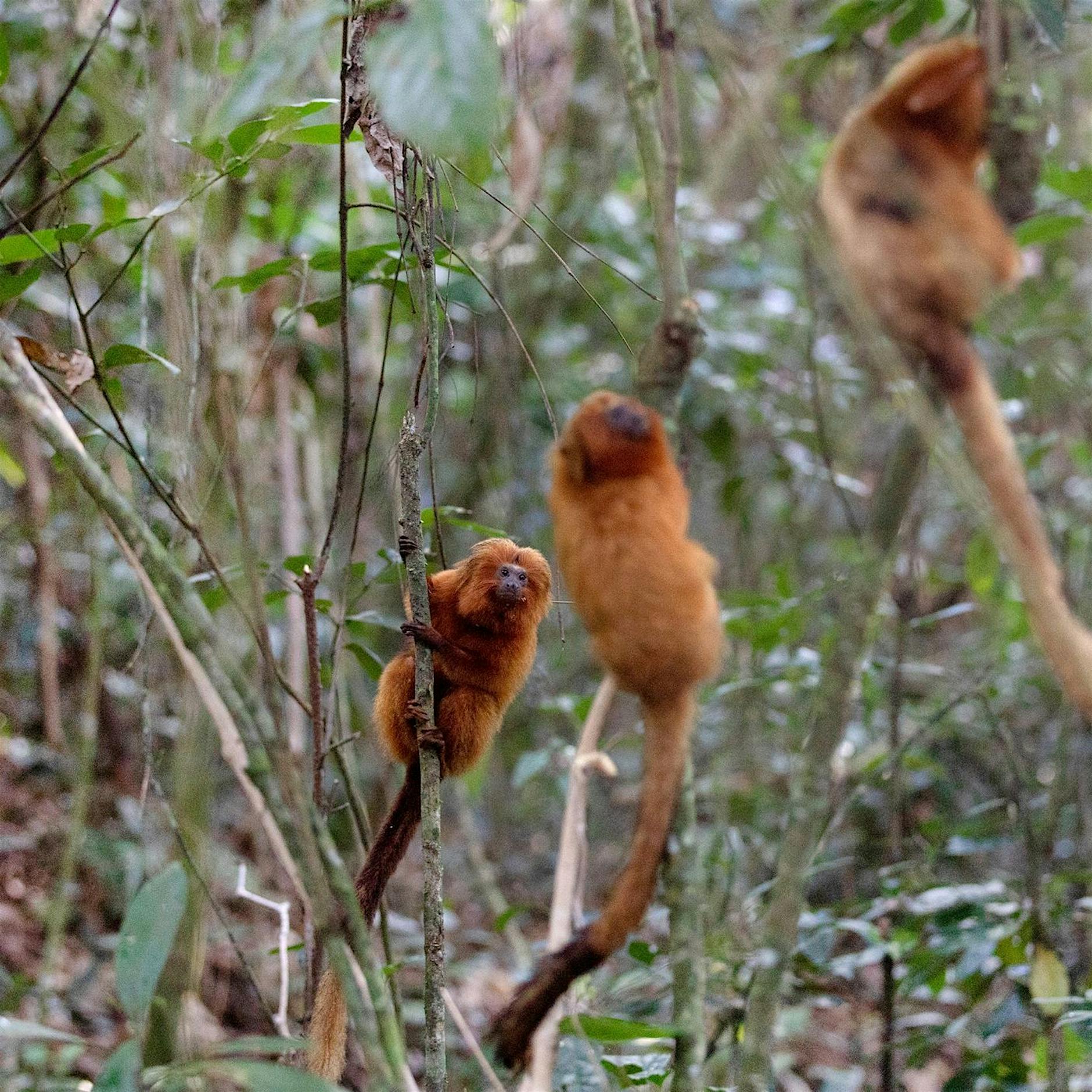 Aus Angst vor Affenpocken: Angriffe auf Affen in Brasilien