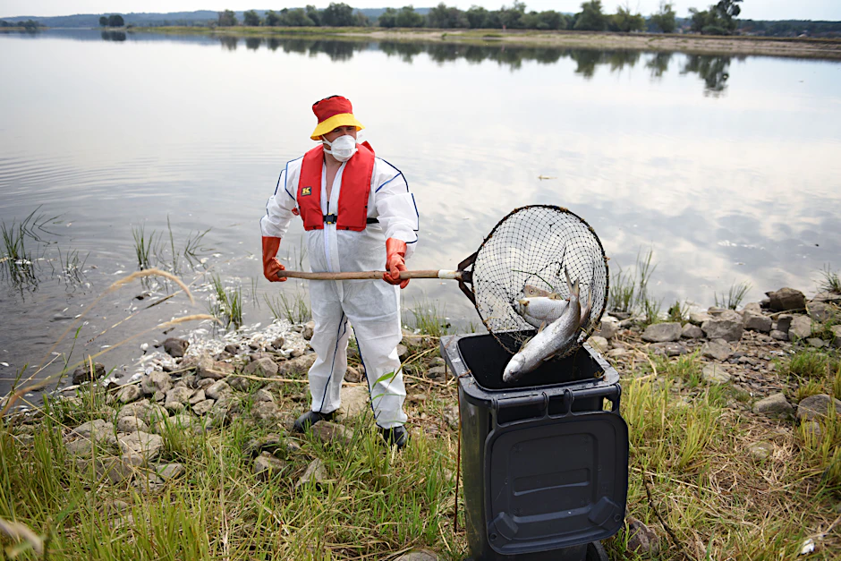 Criewen an der Oder in Nordbrandenburg: Das Fischsterben hat Deutschland längst erreicht.