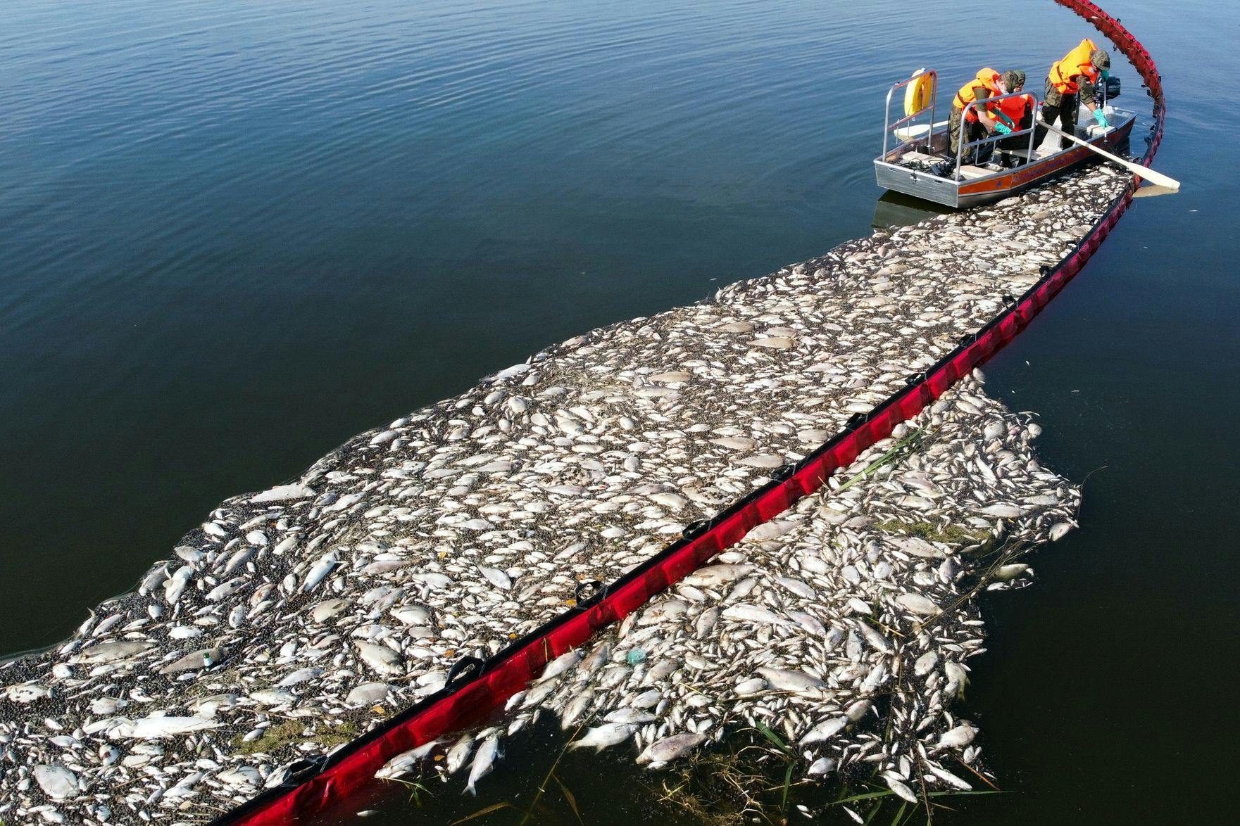 Die toten Fische werden eingesammelt.