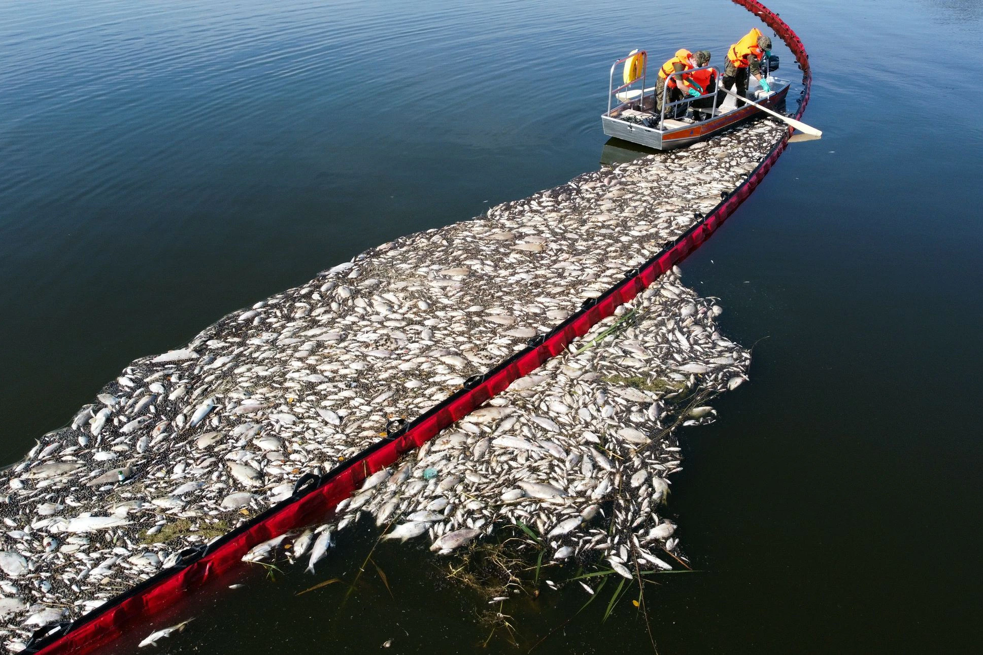 Die toten Fische werden eingesammelt.