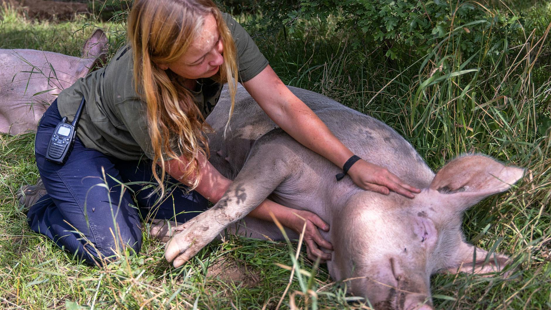 Auch Schwein Hain wird im „Land der Tiere“ gekrault.