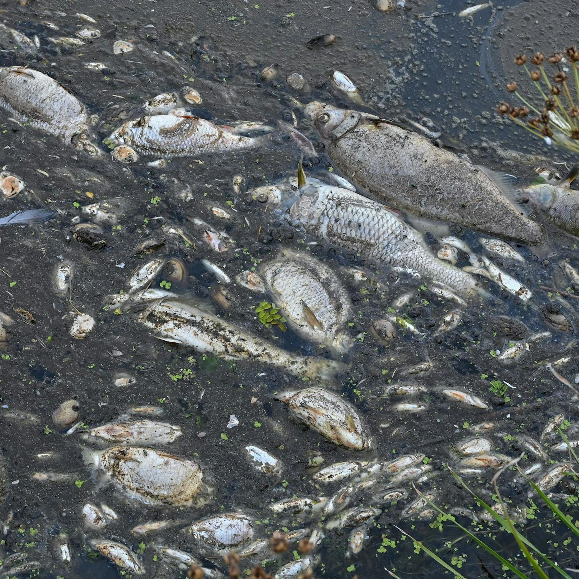 UPDATE +++ Bis zu 100 Tonnen Fisch an der Oder verendet +++ 300 Substanzen stehen in Verdacht, den Fluss vergiftet zu haben