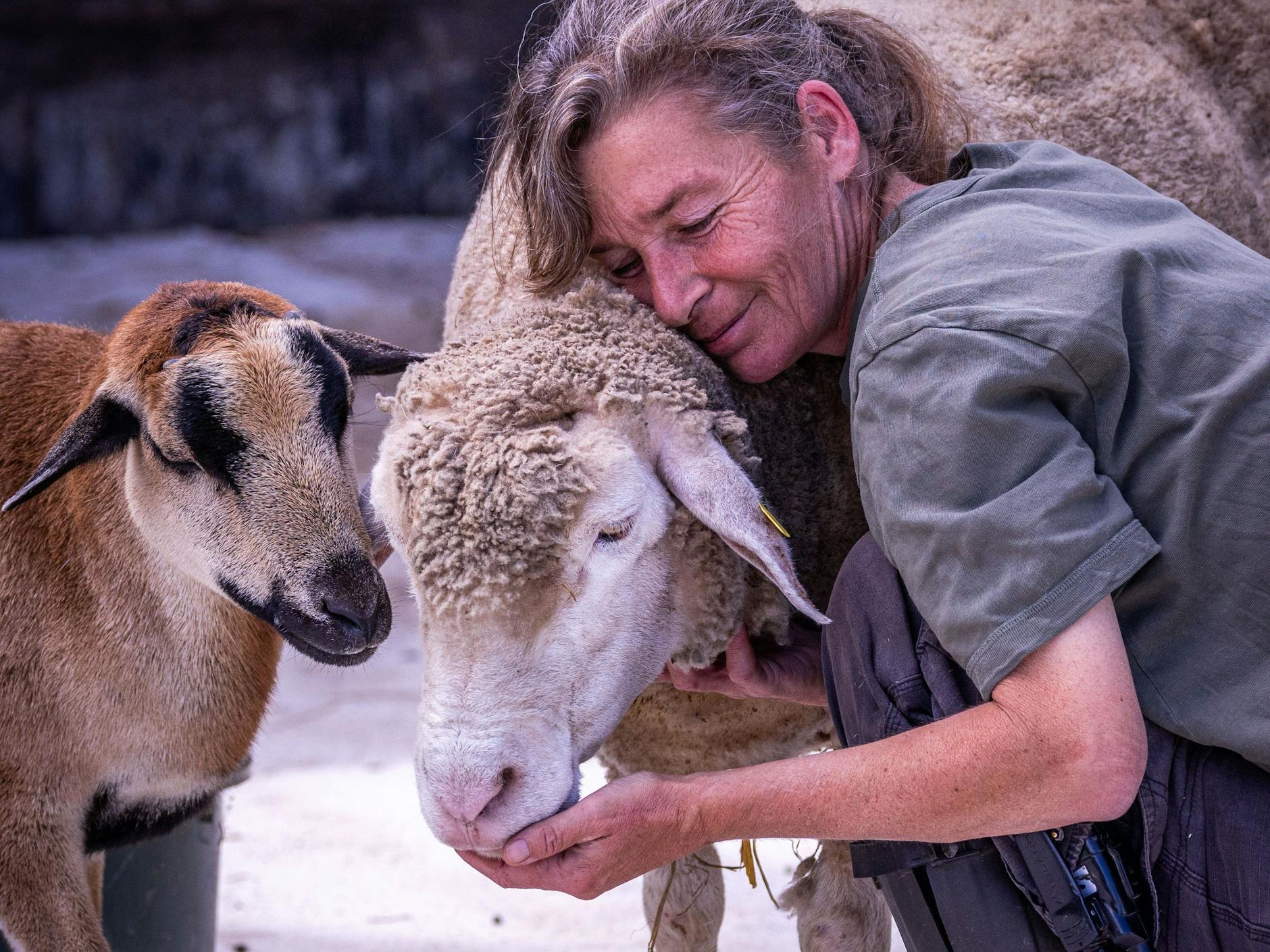 Im „Land der Tiere“ wird auch schon mal mit Schafen gekuschelt.
