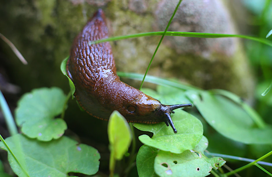 Nacktschnecken lassen sich die saftigen Blätter vieler Gartenpflanzen schmecken.