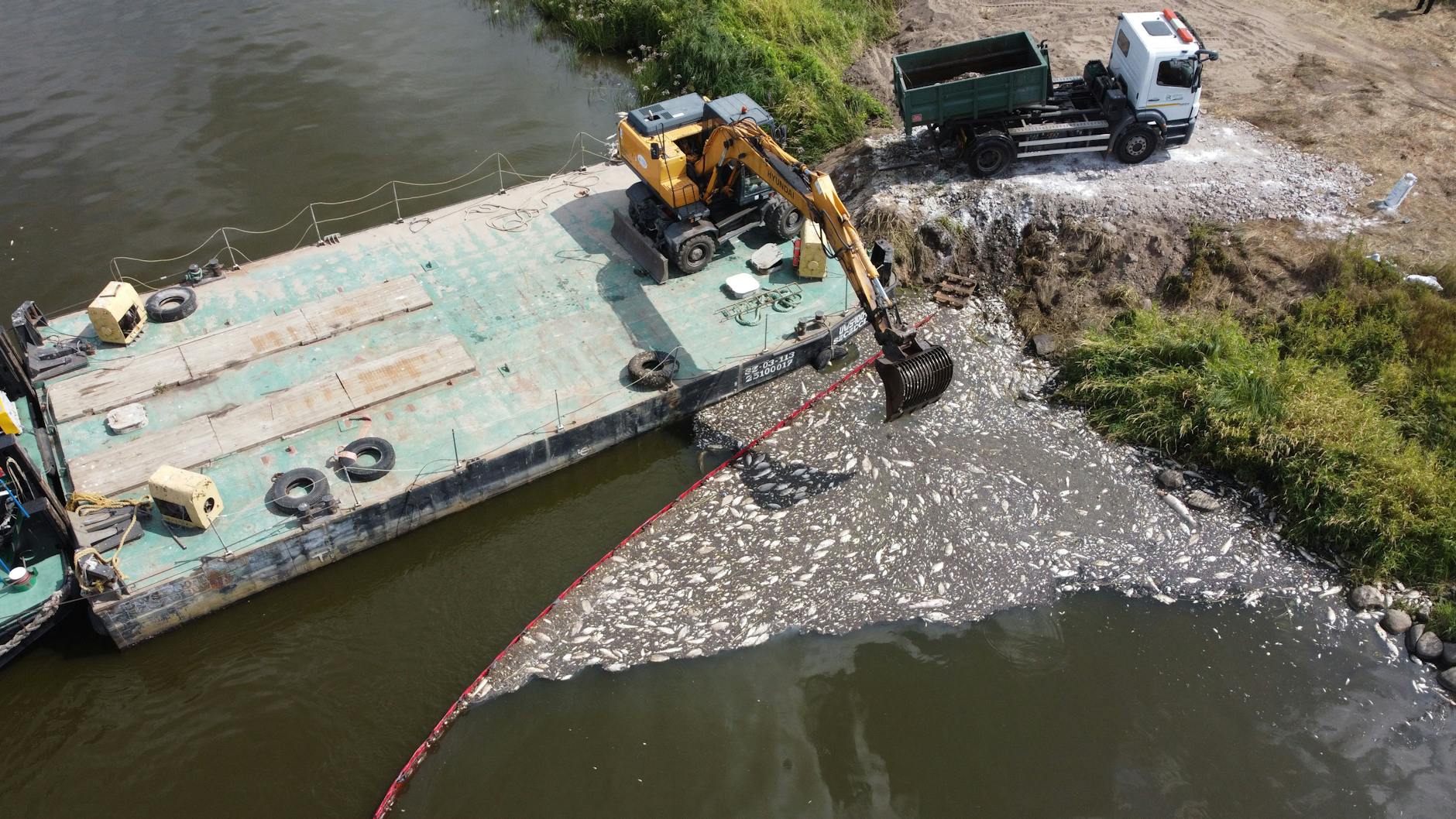 Auf der polnischen Seite der Oder werden tote Fische von der Wasseroberfläche beseitigt.