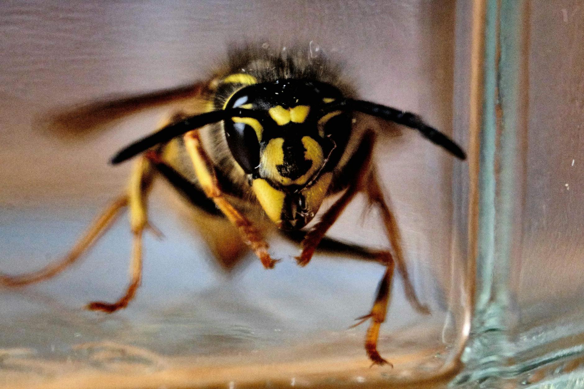 Gefangen im Marmeladenglas: Die Gemeine Wespe sollte man nicht erschlagen, sie ist wichtig fürs Ökosystem.