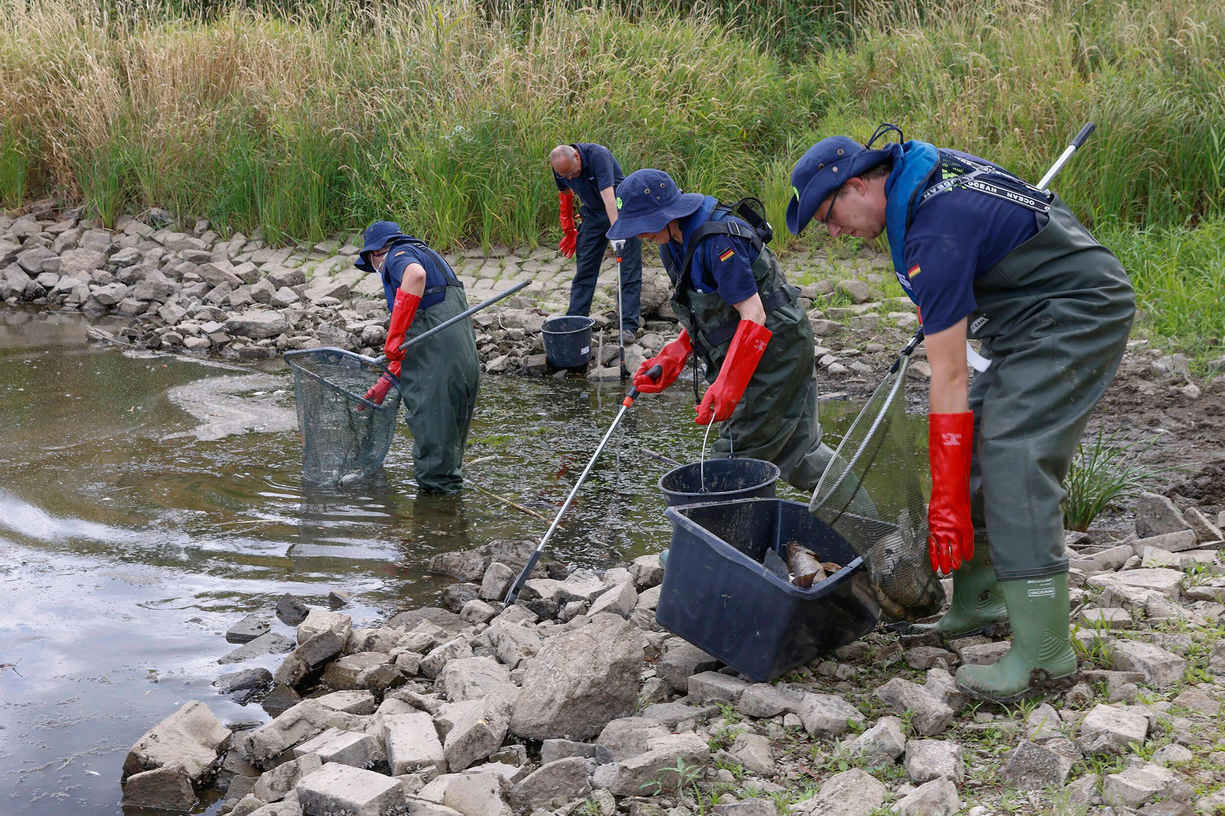 Auf dem Ziegenwerder unterstützt eine Gruppe von Helfern des THW die Aufräumarbeiten. Bis zum Nachmittag haben sie mehrere Tonnen toter Fische geborgen. Darunter vornehmlich&nbsp;Hechte, Zander, Bleie, Döbel, Barsche und&nbsp; Karpfen.