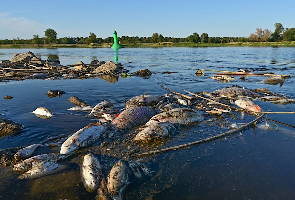 Unzählige tote Fische treiben im flachen Wasser des deutsch-polnischen Grenzflusses Oder.  