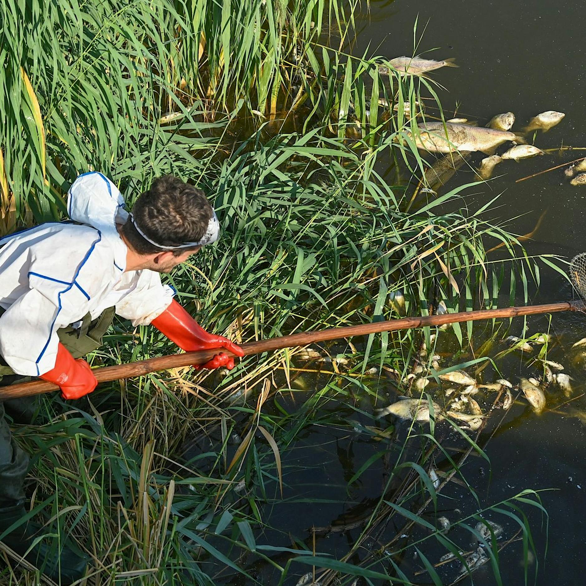 Umweltkatastrophe an der Oder: Sind Algen für das Fischsterben verantwortlich?