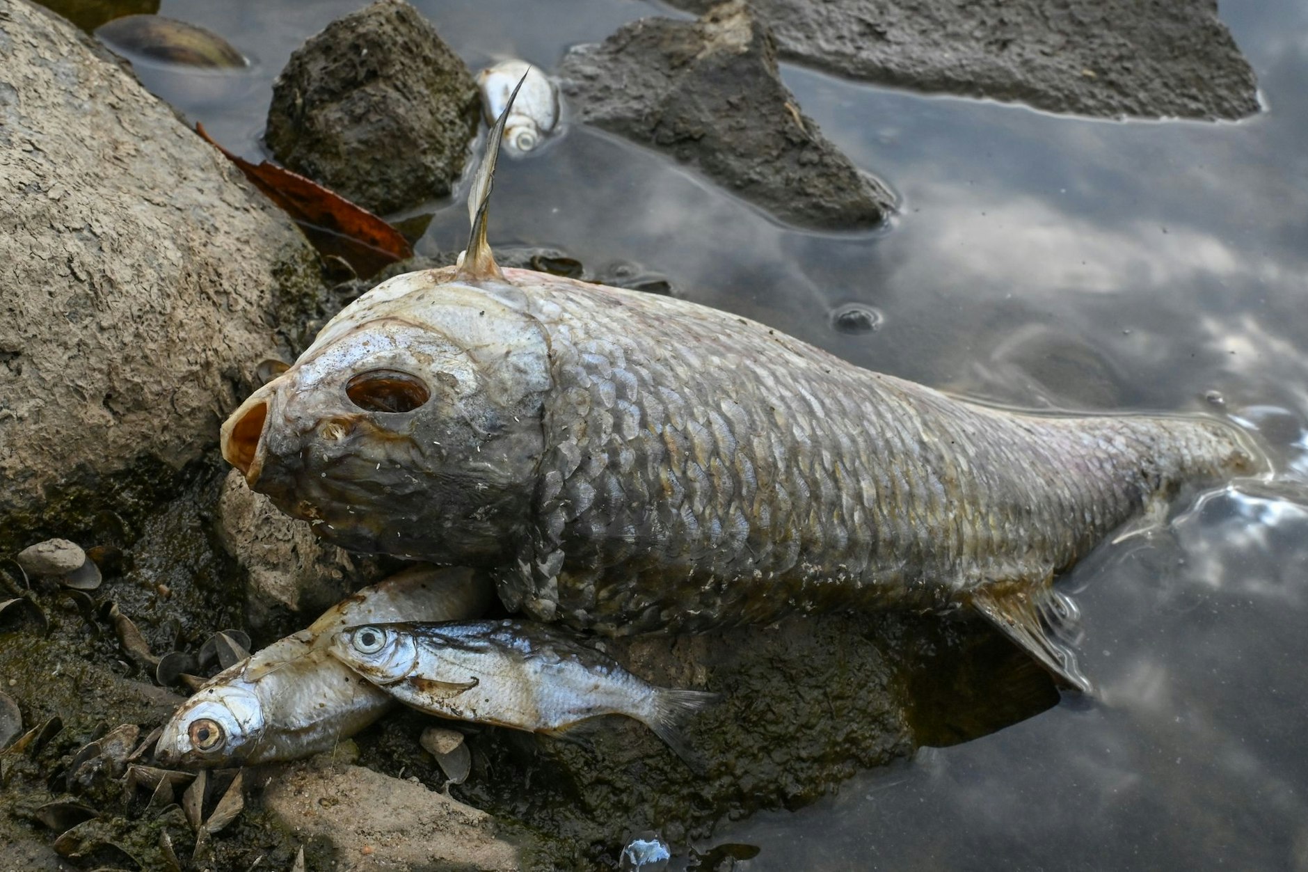 Tote Fische am Ufer des deutsch-polnischen Grenzflusses Oder.