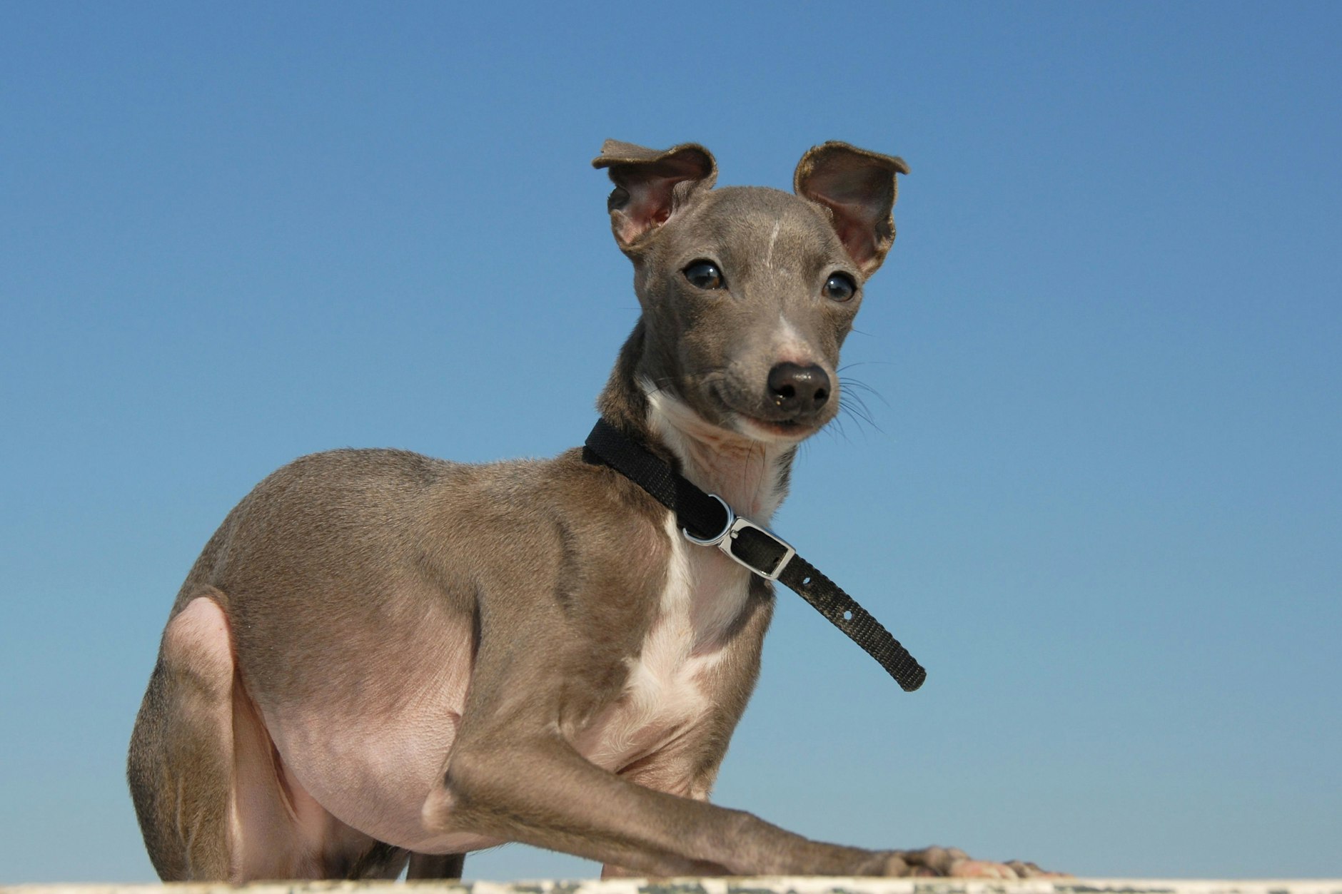 Ein Windhund (Symbolbild)