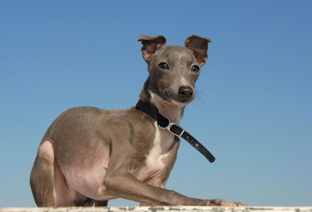 Hund positiv auf Affenpocken getestet – offenbar bei Besitzern angesteckt