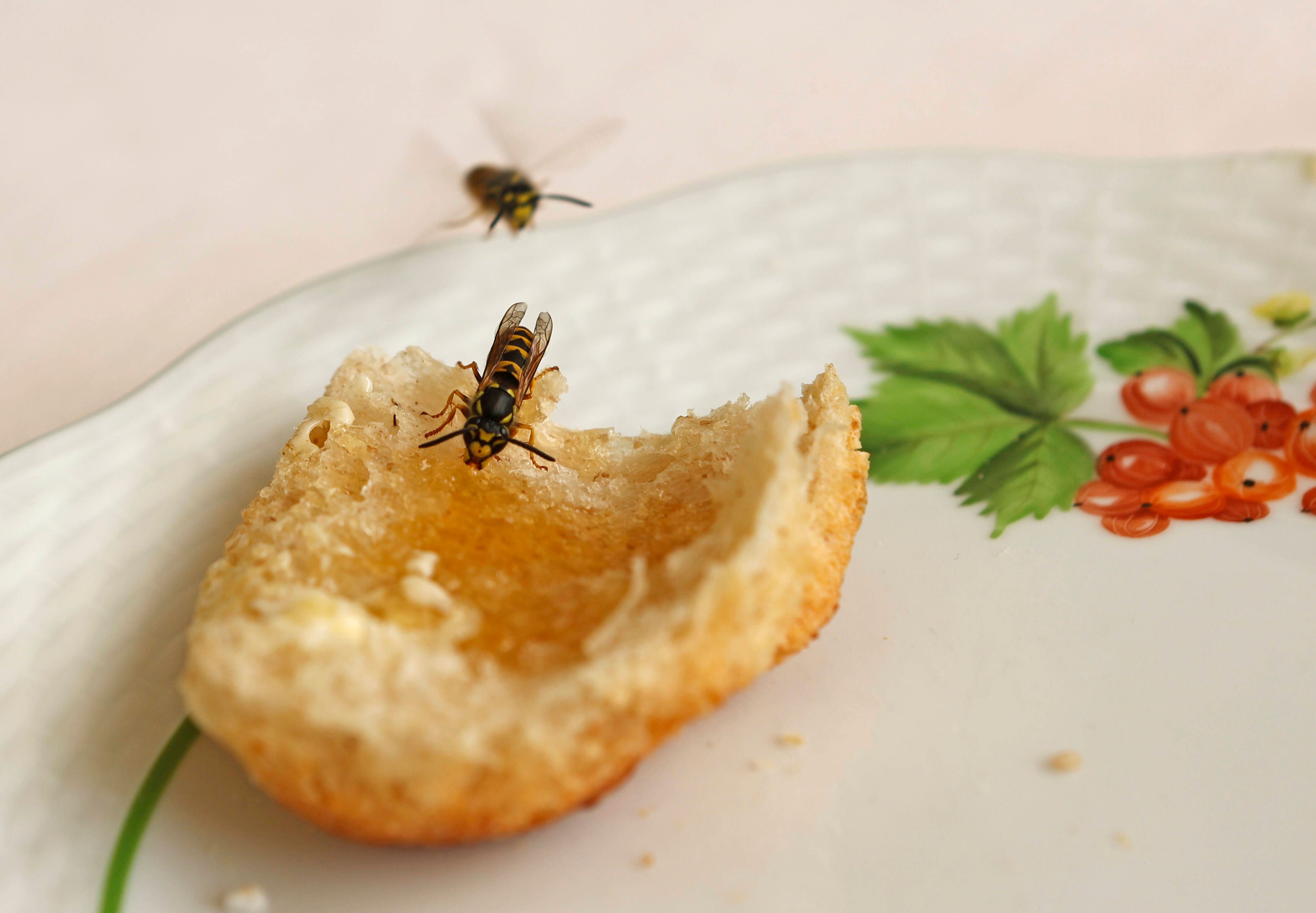 Image - Der Nabu bestätigt: 2022 ist ein echtes Wespen-Jahr – und DAS sind die Gründe dafür!