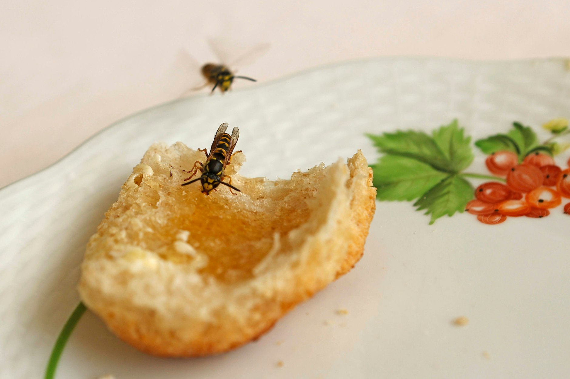 Wo man gerade draußen ist, dort sind auch Wespen nicht weit.