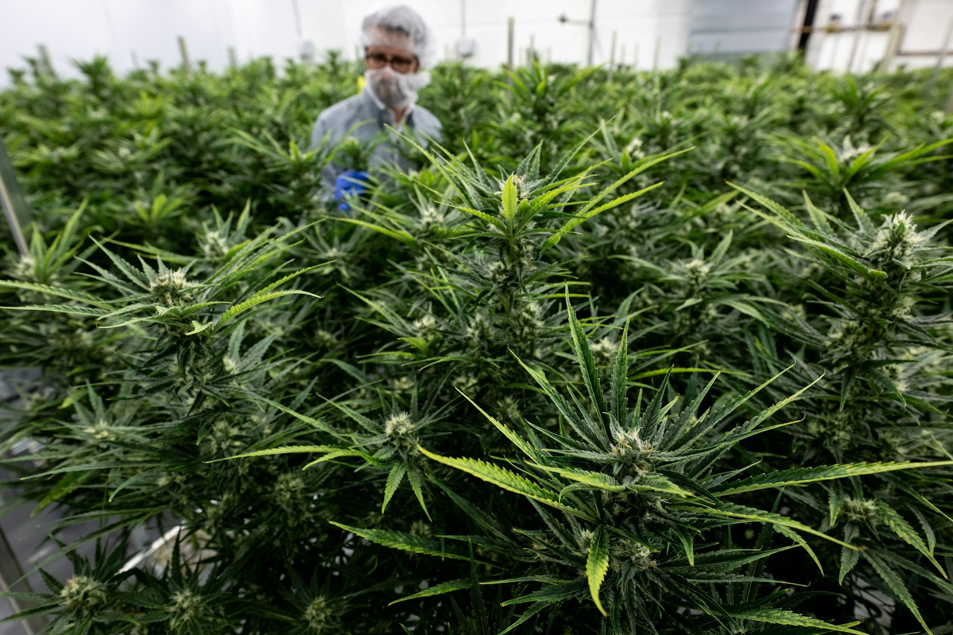 Die gibt es wirklich: Cannabis-Pflanzen für medizinische Zwecke gedeihen in einem Gewächshaus bei Leuna in Sachsen-Anhalt. 