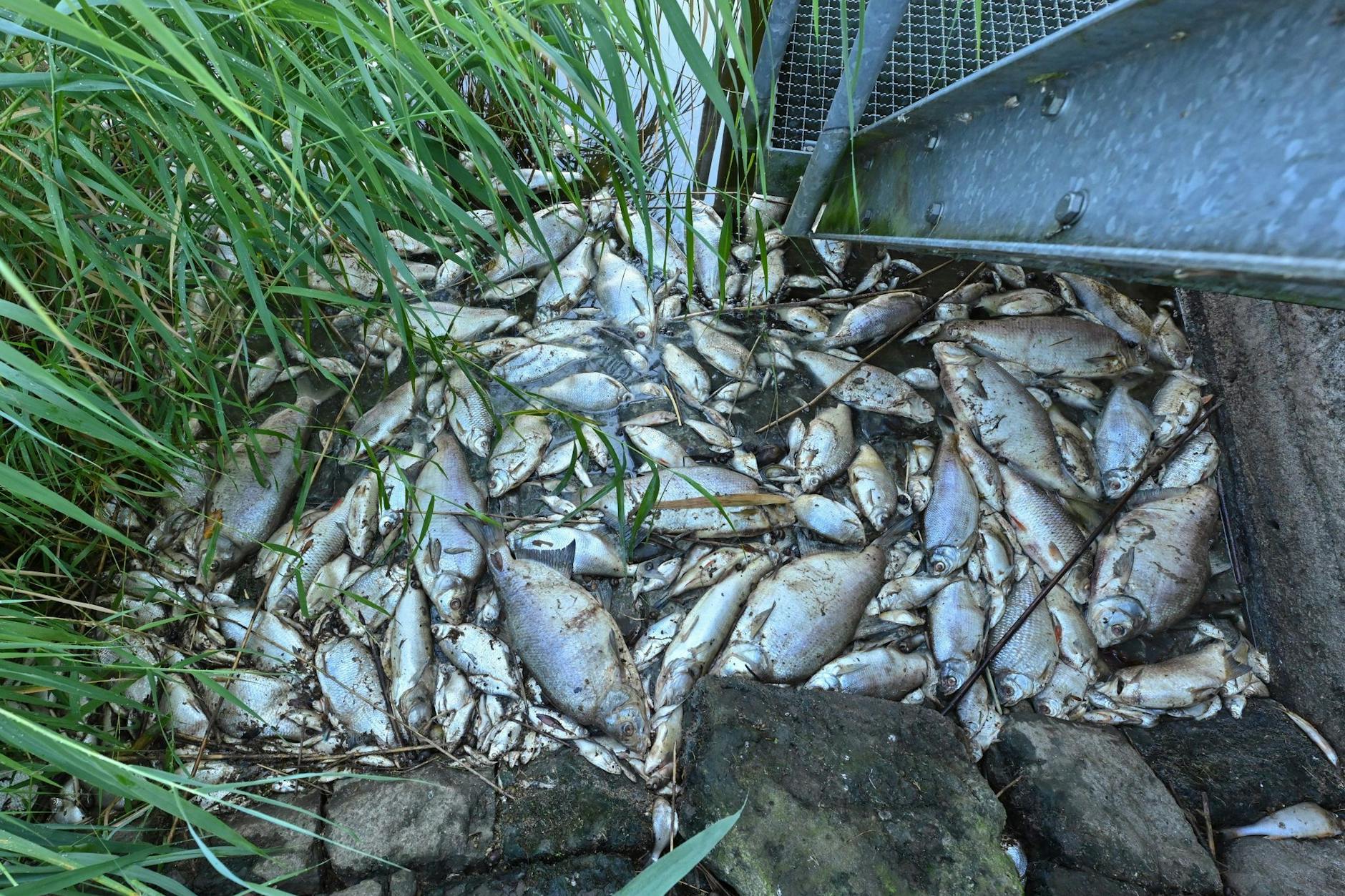 Das massive Fischsterben im Fluss Oder betraf Deutschland und Polen. 