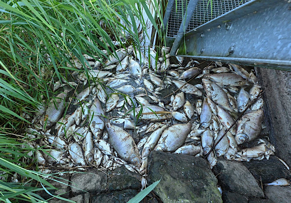 Das massive Fischsterben im Fluss Oder betraf Deutschland und Polen.&nbsp;