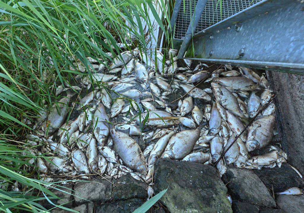 Brandenburg kündigt Konsequenzen nach Oder-Fischsterben an