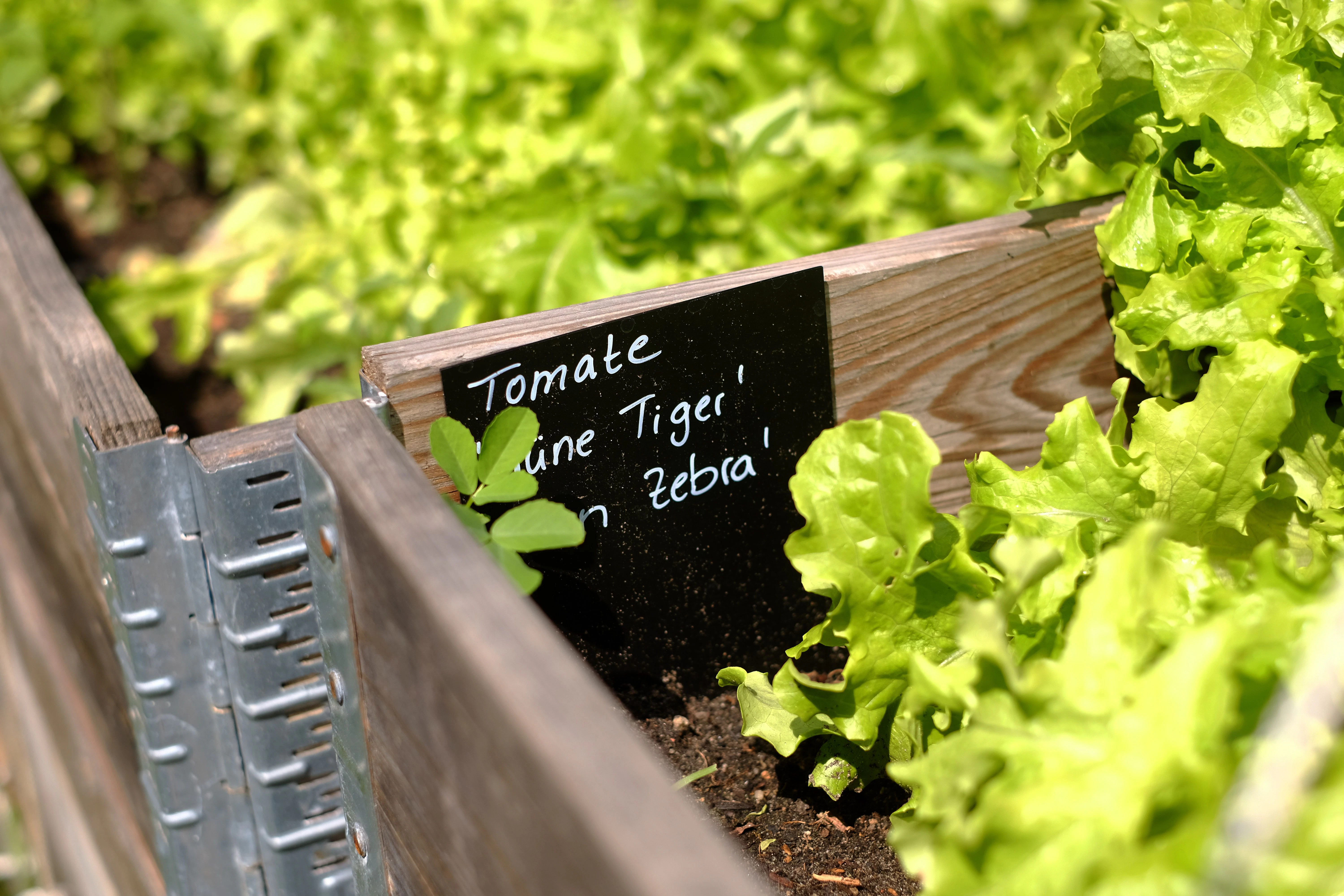 Viel Platz für Urban Gardening: Gemüsebeet der Neuköllner Prinzessinnengärten.