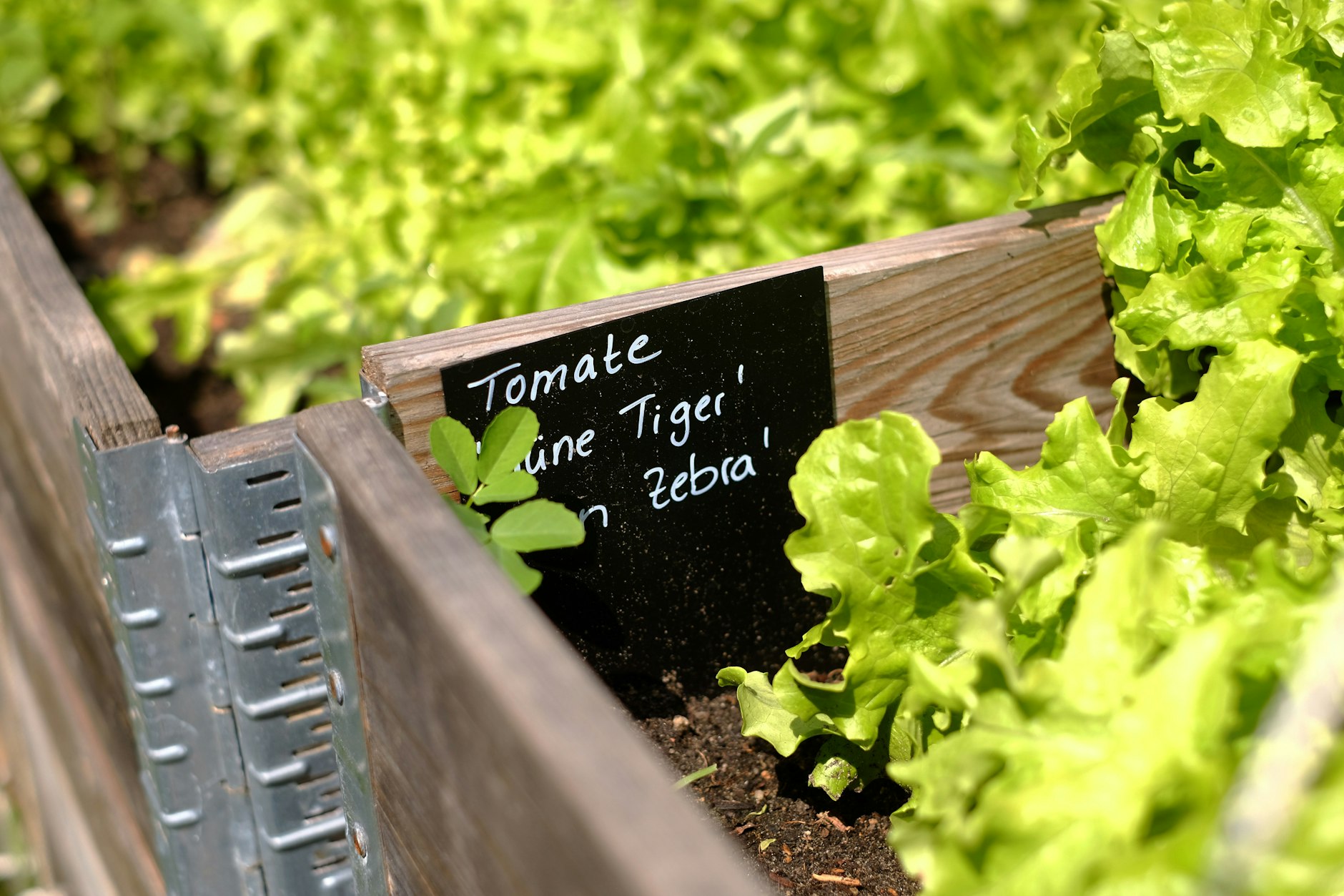 Viel Platz für Urban Gardening: Gemüsebeet der Neuköllner Prinzessinnengärten.